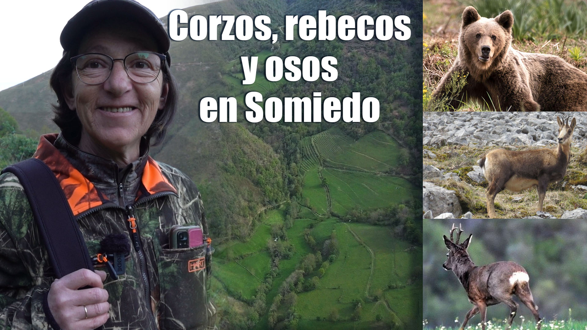 Corzos rebecos y osos en Somiedo