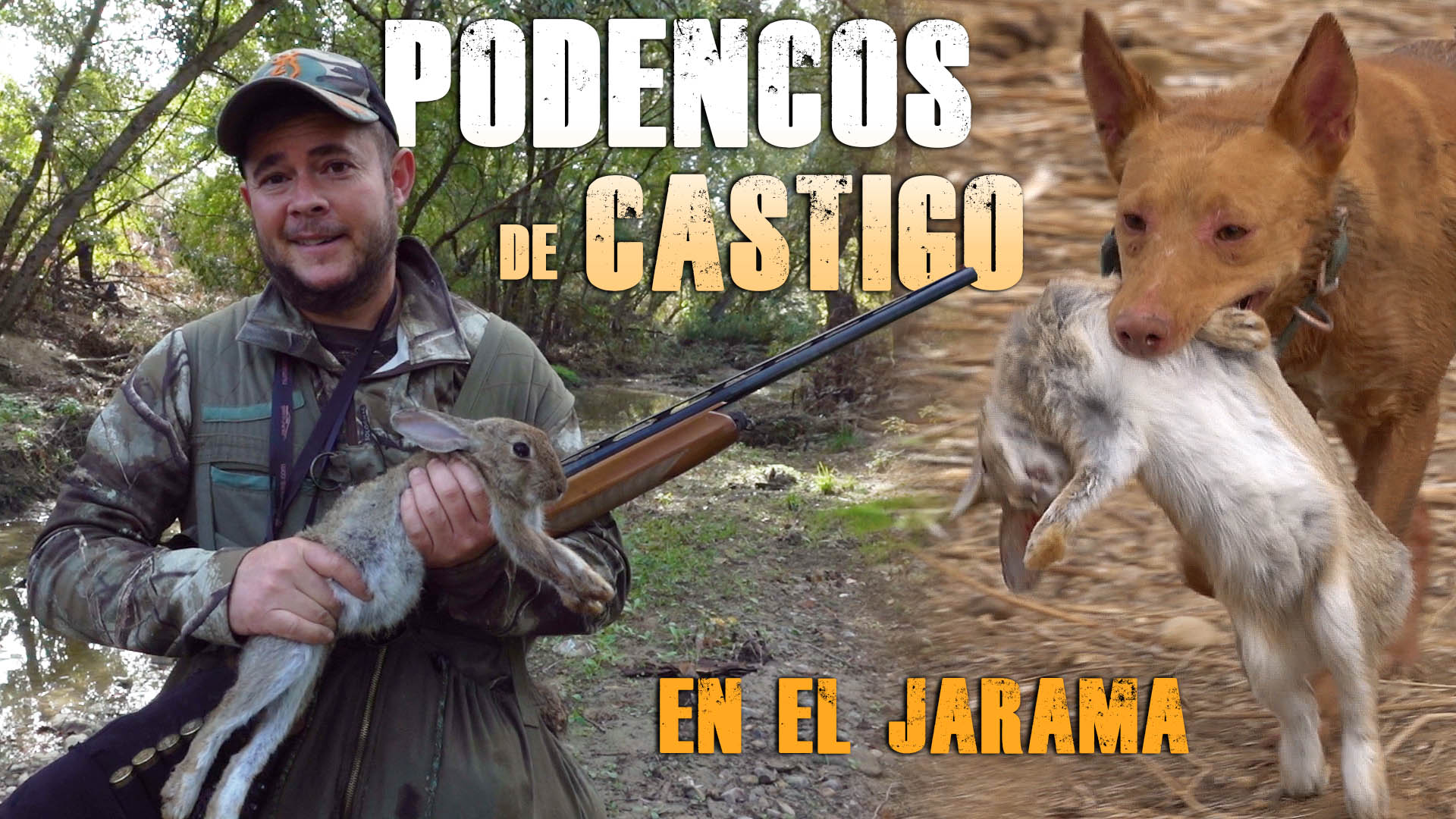 Podencos de castigo en el Jarama