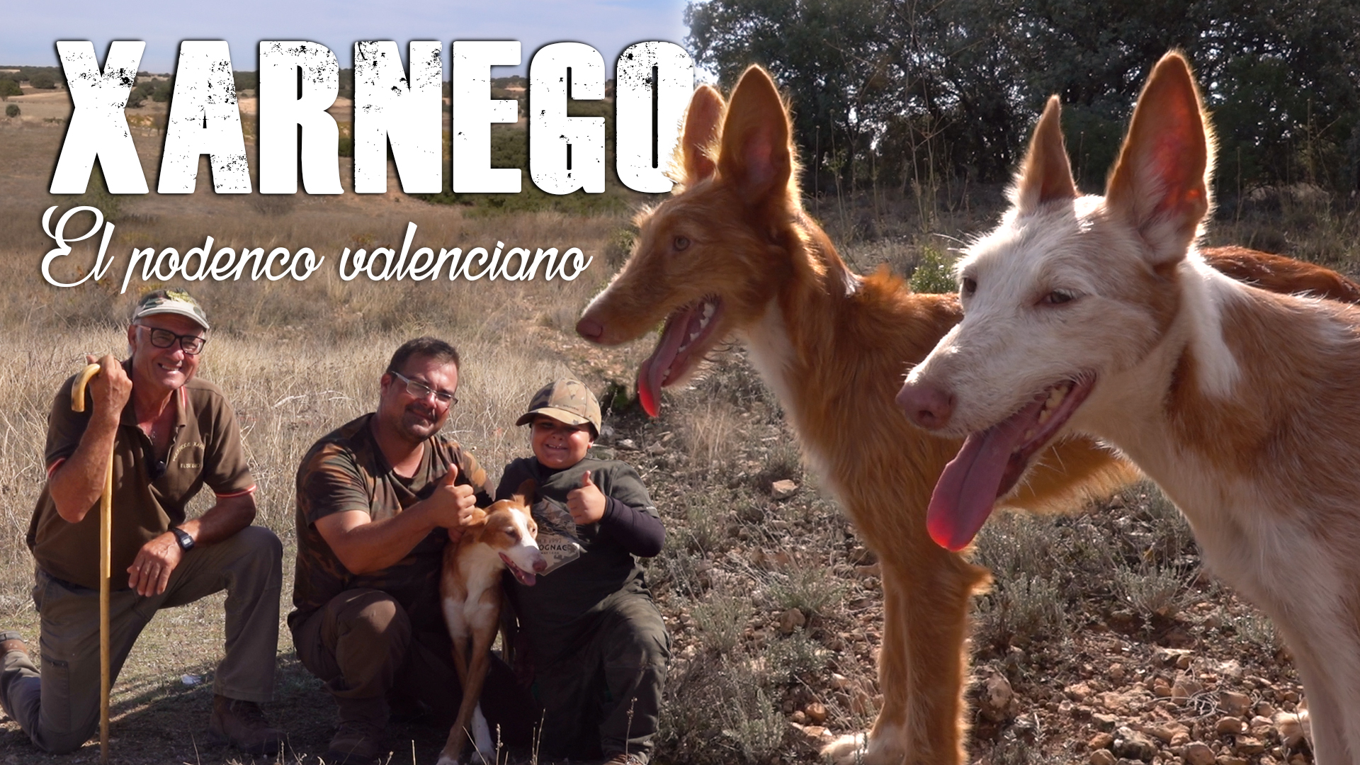 xarnego, el podenco valenciano